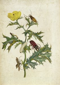 Cardos Spinosus: Scarabei e bruchi, tavola 69 da 